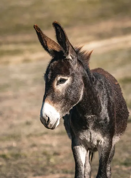 Çiftlikte bir eşek