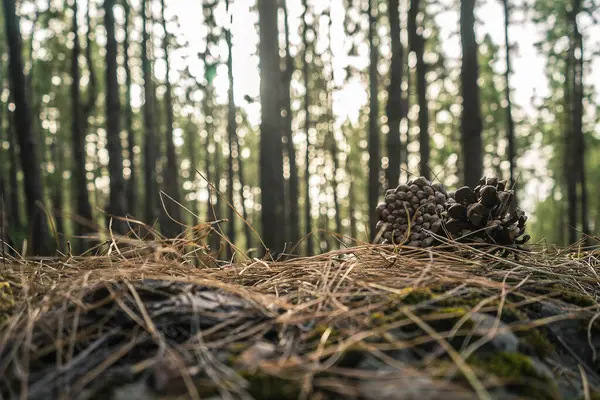 Bir çam kozalağı ormandaki çam iğneleri ve dallardan oluşan bir yatakta yatar. Arka planda uzun ağaçlar ve filtrelenen güneş ışığı var..
