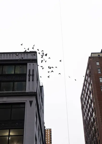 Bir grup kuş birkaç yüksek binanın üzerinde uçarak şehir vahşi yaşamının dinamik bir görüntüsünü yaratıyor. Görüntü, durağan bir şehir ortamında özgürlük ve hareket anı yakalıyor..