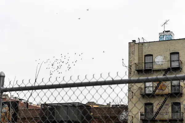 Yangın merdivenleri ve duvar yazıları olan bir binanın üzerinde uçan bir kuş sürüsünün yer aldığı sakin bir şehir manzarası..