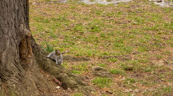 Bir sincap bir ağacın dibinde oturuyor, dikkatlice etrafa bakıyor. Sahne, doğal ortamdaki sessiz bir anı yakalar..