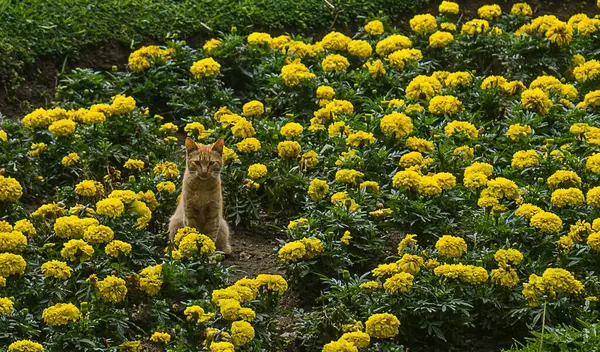 Kedi parlak sarı çiçeklerle dolu bir denizde huzur içinde oturuyor, sükunet ve sükunet hissi yayıyor. Kedinin sıcak tonları ile serin yeşiller ve çiçeklerin sarıları arasındaki zıtlık görsel olarak çekici bir sahne yaratır..