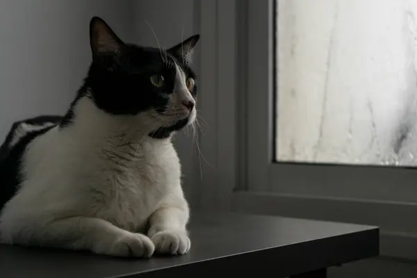 Siyah ve beyaz bir kedi, pencerenin kenarındaki bir masanın üzerinde rahatça uzanıyor, dışarıdaki buzlu cama bakıyor, sükunet ve sükunet hissi yayıyor..