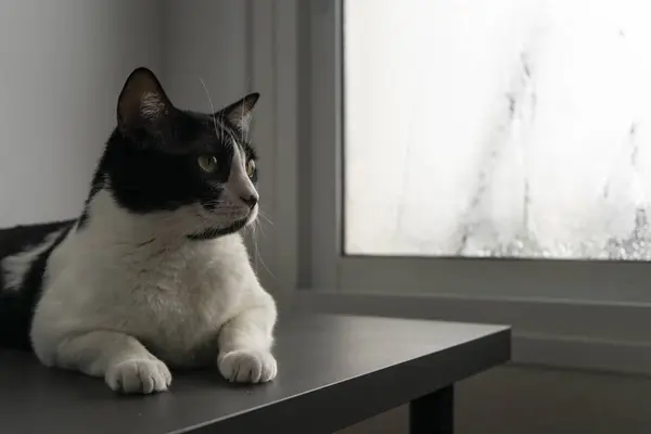 Bir kedinin buz gibi pencereden dışarı baktığı sakin ve huzurlu bir sahne..