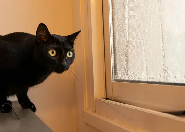 Sarı gözlü siyah bir kedi gri bir yüzey üzerinde duruyor, tuhaf bir ifadeyle pencereden dışarı bakıyor. Kedinin kulakları kabarır ve bıyıkları görünür..