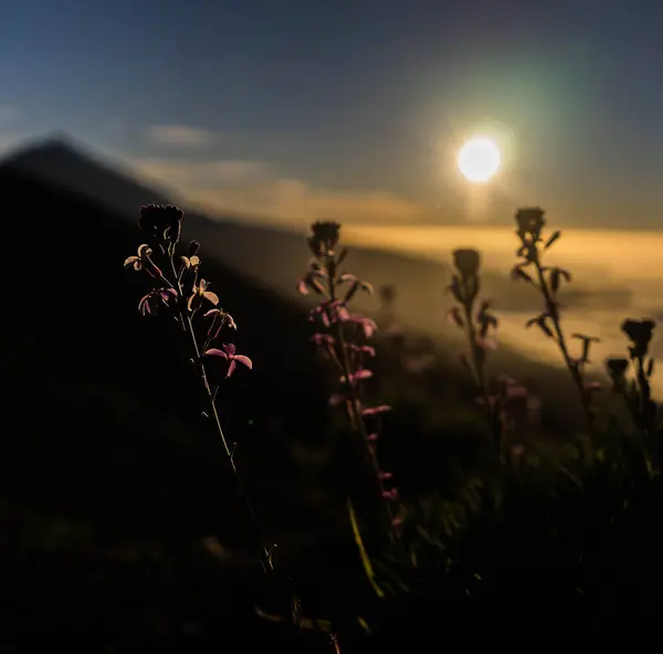 Görüntü, önünde çiçekler olan bir dağ sırasının üzerinde gün batımının sakin bir görüntüsünü gösteriyor. Güneş gökyüzünde ışıl ışıl parlıyor, manzaraya sıcak bir parıltı saçıyor..