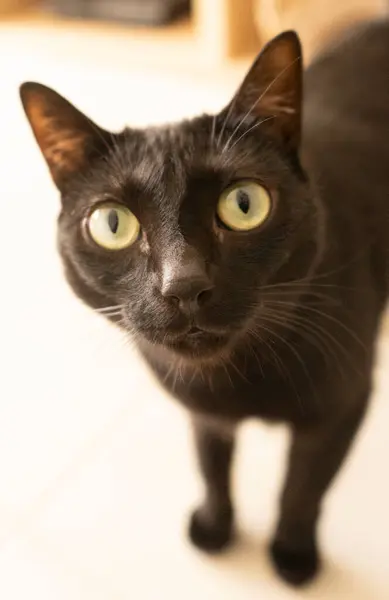 Siyah bir kedinin yakından, meraklı bir şekilde izleyiciye bakması. Kedinin parlak gözleri görüntünün odak noktasıdır..