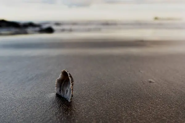 Arka planda deniz olan kumlu bir sahilde bir deniz kabuğu yatıyor. Sahne, okyanus kıyısında huzurlu bir anı yakalar..