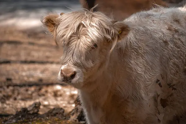 Parkta kabarık saçlı bej inek.
