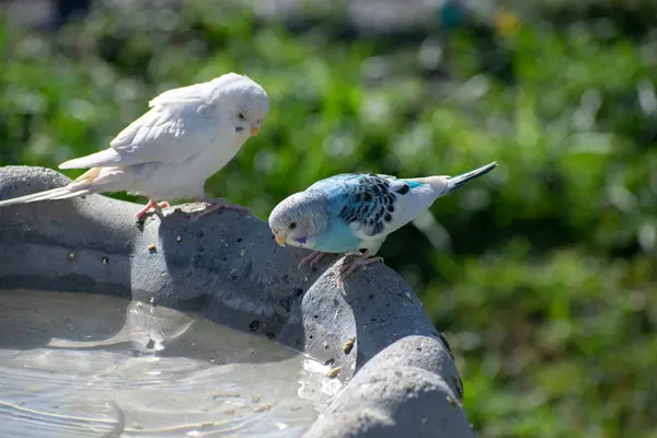 Parktaki bir çeşmeden su içen iki beyaz ve mavi kuş. 