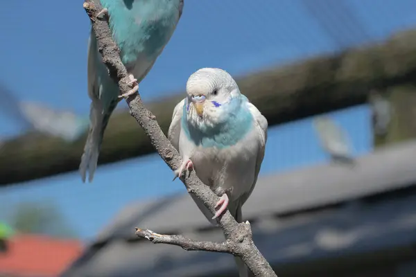Ağaçtaki beyaz ve mavi kuş 