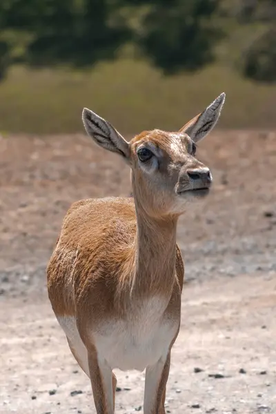 Vahşi doğada bir geyiğe yaklaş