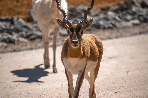 Dağlarda genç bir geyik