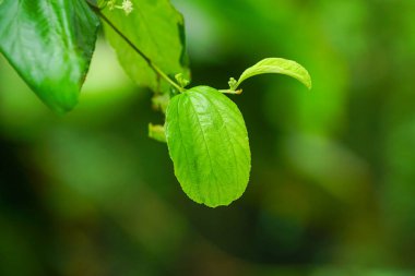 Close up of green leaves on blurred green background (Indian jujube leaves) clipart