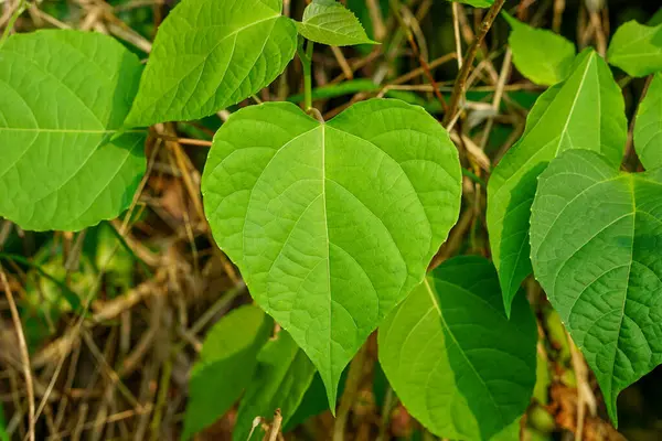 Gmelina arborea yaprakları, kalp şeklinde güzel yapraklar.