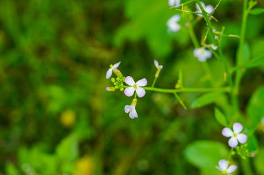 Arabidopsis thaliana, thale teresi çiçeği.