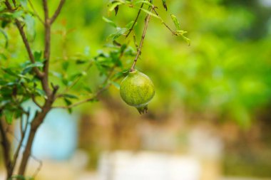 Nar tarlasında ağaçta asılı duran nar meyvesi.