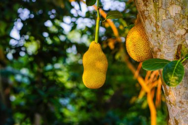 Sarı meyveler, altın sarısı güneş ışığıyla ağaçtan sarkıyor.