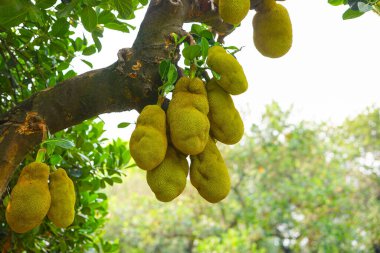 Bol meyveli Jackfruit ağacı. Jackfruit ağacından sarkan sarı büyük meyveler. Jackfruit 'in bilimsel adı Artocarpus heterophyllus' tur..
