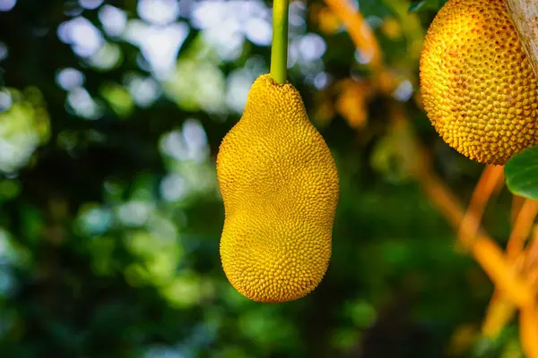 Artocarpus heterophyllus, yaygın olarak Jackfruit olarak bilinir, Endonezya ormanındaki bir ağaçtan sarkıyor, kendine özgü dokusunu sergiliyor.