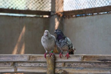 Pigeon couple romantically looking each other  clipart