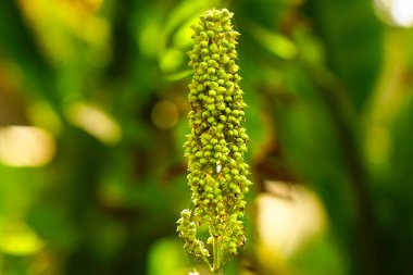 Grain sorghum or Great millet extreme close up shot  clipart