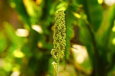 Sorghum bicolor (