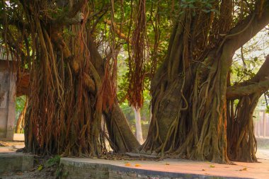 Banyan Ağacı Çok Köklü Yakın Çekim