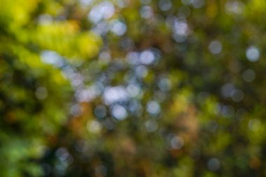 Renkli bulanık bokeh arkaplan