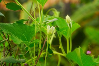 Calabash çiçeği ve şişkinlik. Sarmaşığı ve yapraklarıyla yakın çekim.