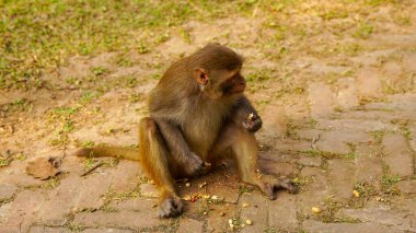 Indochinese rhesus macaque eating peanuts clipart