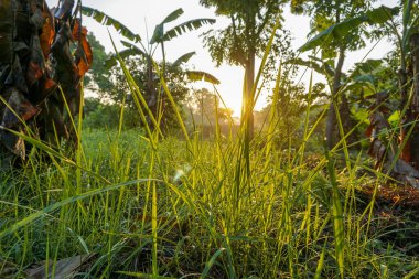 Sabah çimen arka planında renkli güneş ışınları