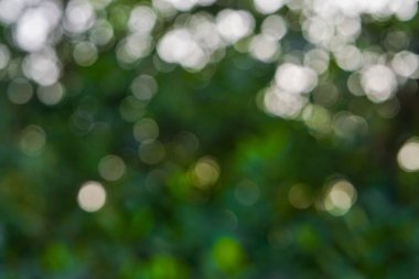 Bulanık yeşil bokeh arkaplanı