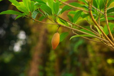 Sapodilla meyvesi ağaçta asılı.