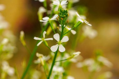 Thale cress or Arabidopsis thaliana flower clipart