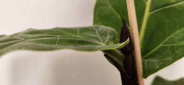 Yeşil yapraklı arkaplan