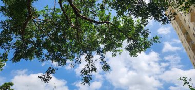 Ağaçlar ve Ağaç Gövdeleri Doğada