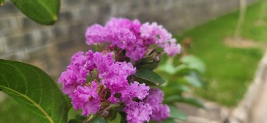 Yeşil Çimen Arkaplanına Karşı Lagerstroemia Speciosa Çiçeği