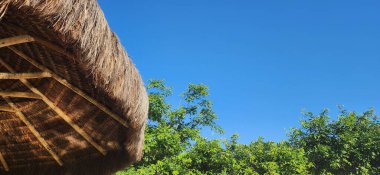 Mavi gökyüzündeki tropik ağaçlar