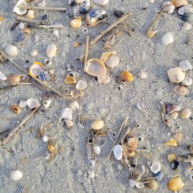 Sahildeki deniz kabuklarına bakarken çekilmiş bir fotoğraf. Yaz tatili reklamı için güzel bir parça..