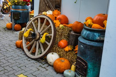 Kabak ve kabak dolu bir el arabası kaldırımda oturuyor. Balkabakları el arabasına ve yere saçıldı.
