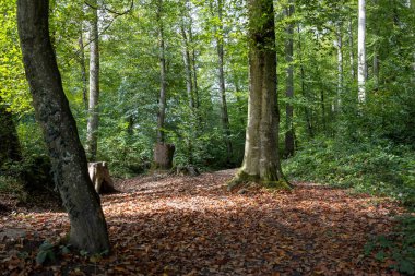 Ormanın ortasında ağaç kütüğü olan bir orman. Sonbahar zamanı