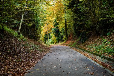 Yerde yapraklar olan bir ormanın içinden geçen bir yol. Yol boş ve ağaçlar uzun.