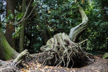 Kökleri dışarı çıkmış büyük bir ağaç kütüğü. Kütük yapraklar ve dallarla çevrili, doğal ve kırsal bir görünüm veriyor. Sükunet ve huzur kavramı