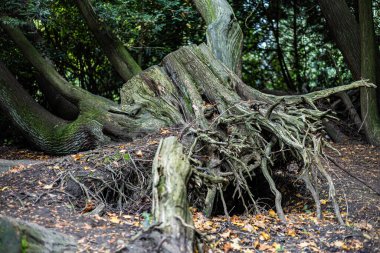 Kökleri dışarı çıkmış büyük bir ağaç kütüğü. Kütük yapraklar ve dallarla çevrili, doğal ve kırsal bir görünüm veriyor. Sükunet ve huzur kavramı