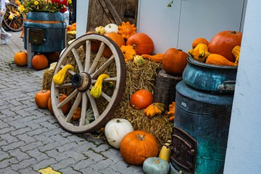 Kabak ve kabak dolu bir el arabası kaldırımda oturuyor. Balkabakları el arabasına ve yere saçıldı.