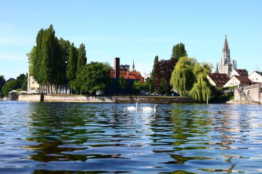 Konstanz 'daki Bodensee Gölü' nde Rheintorturm manzaralı kuğular ve ördekler.