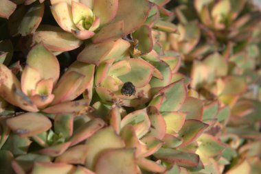 Örümcek Aeonyum Sulu Üzerine Oturuyor