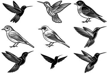  a 9 difference Hummingbird and Eastern Bluebird silhuette vector clipart