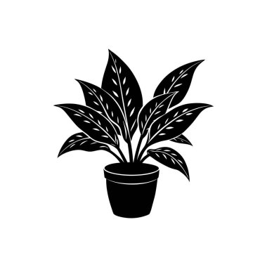 Chinese Evergreen indoor plant on whit background clipart